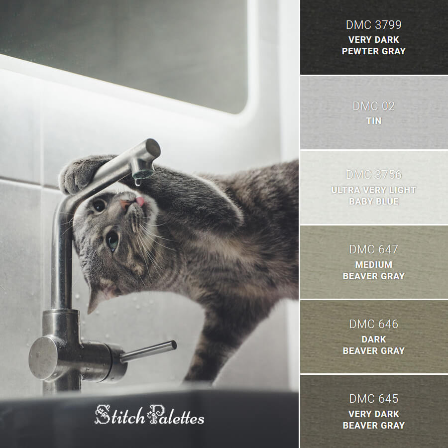 Grey Tabby On Tap