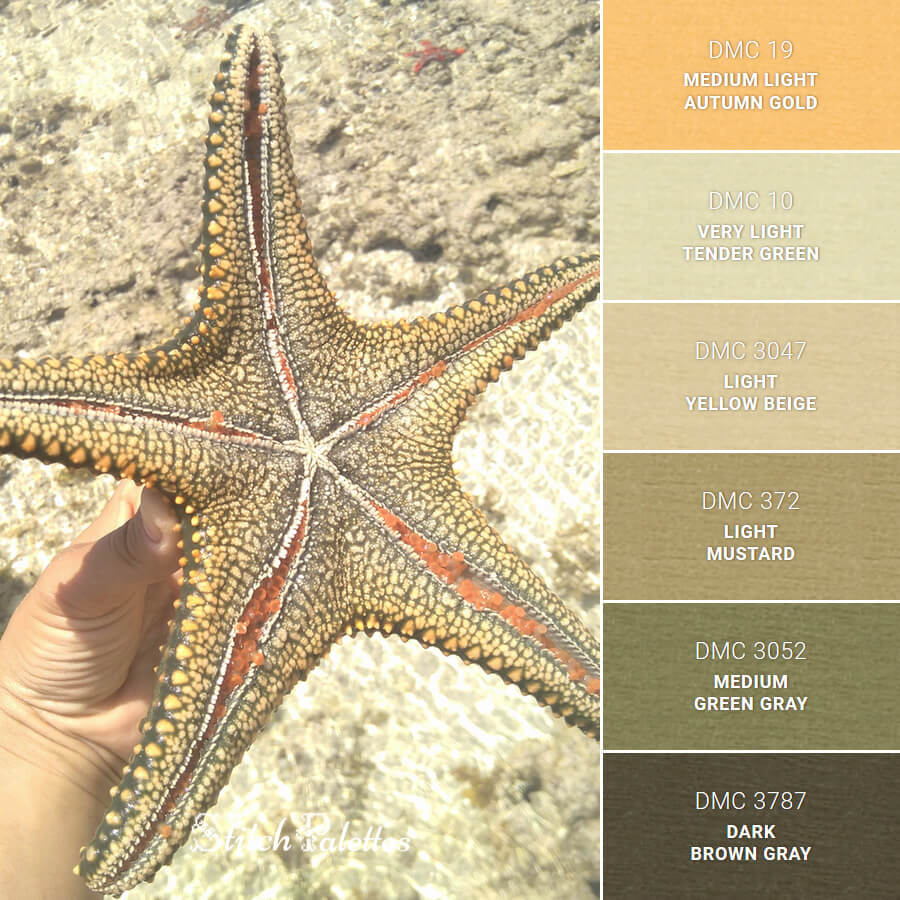 Starfish Splendor