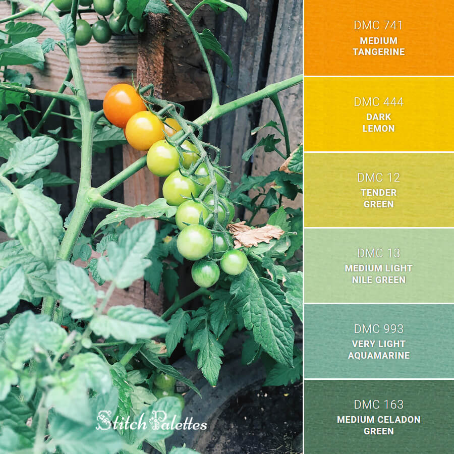 Cherry Tomatoes