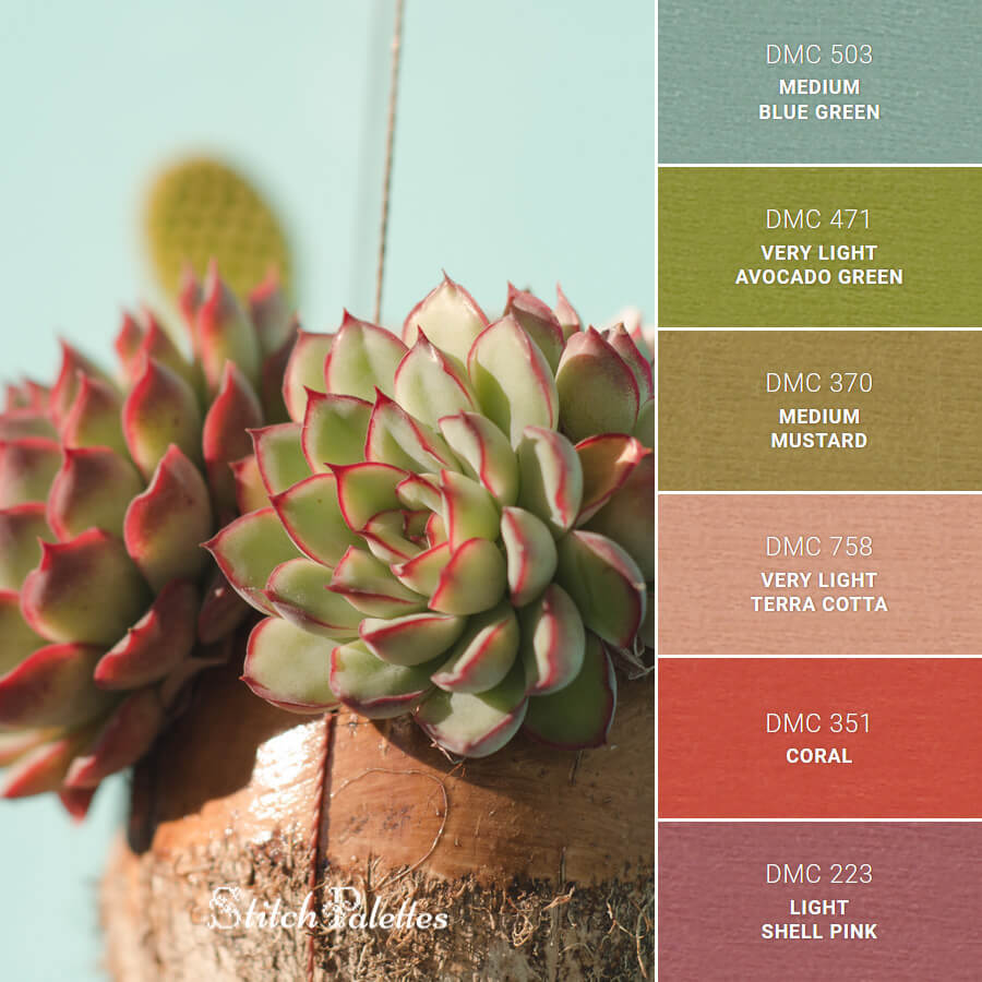 A Focus On Succulents