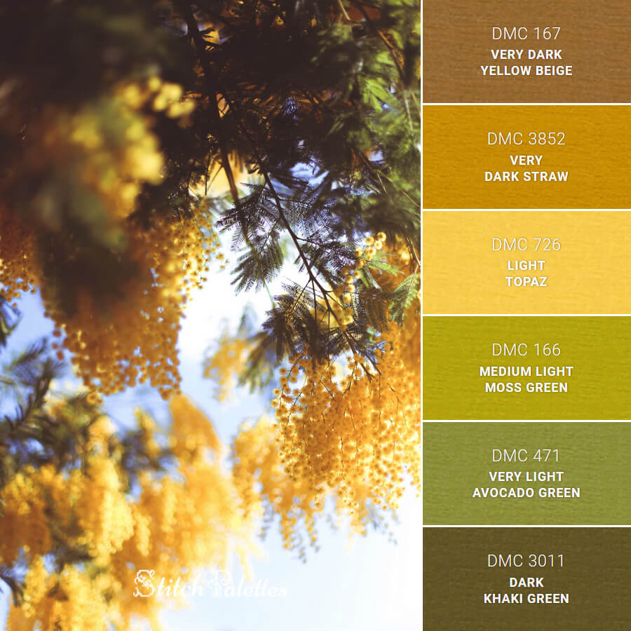 Yellow Mimosa Tree