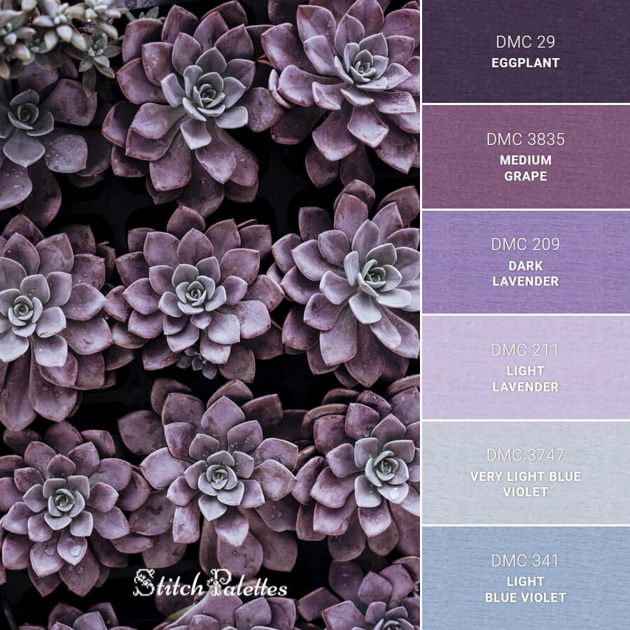Purple Succulents