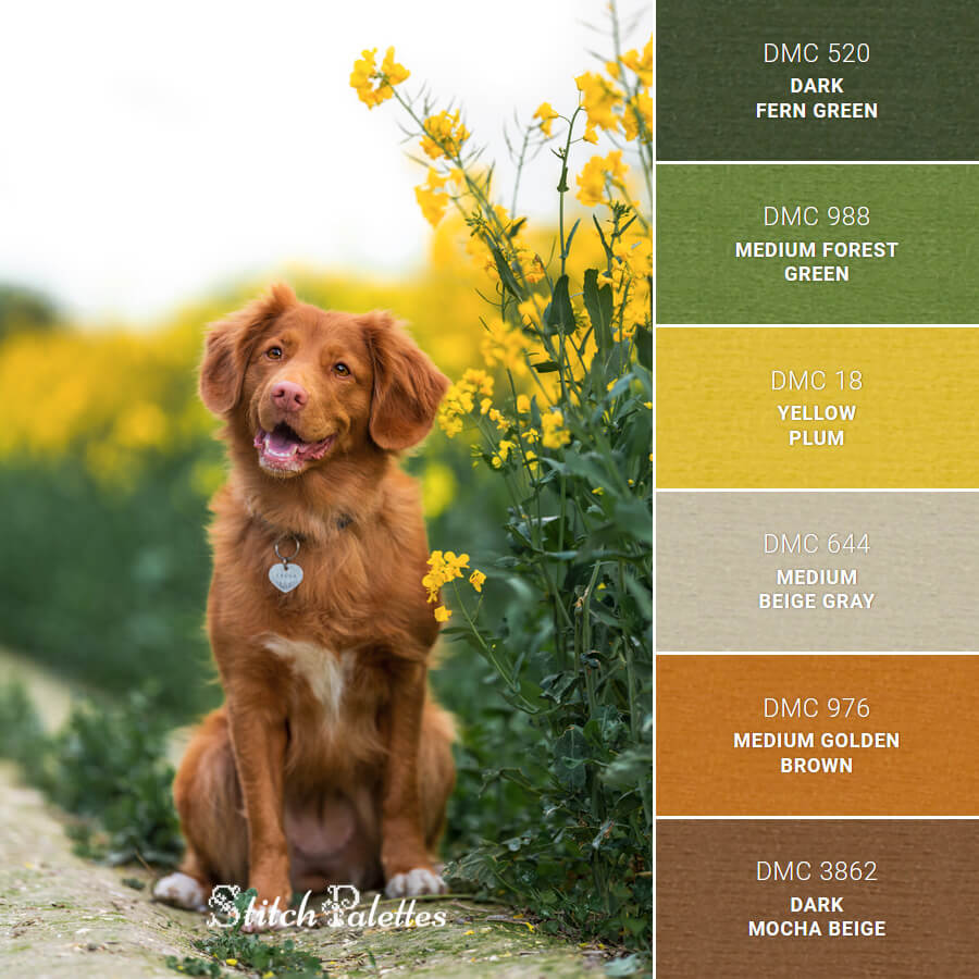 Of Flowers And Dogs