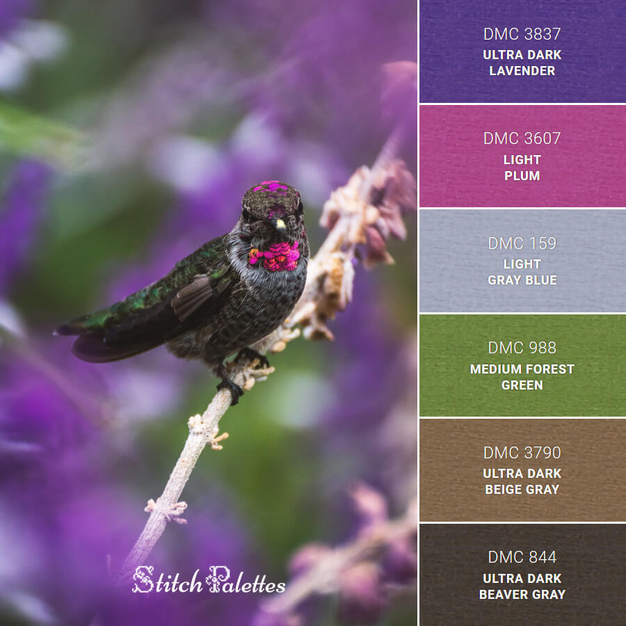 Hummingbird Close-Up