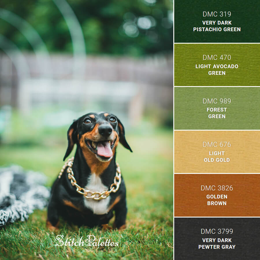 Stylish Dog